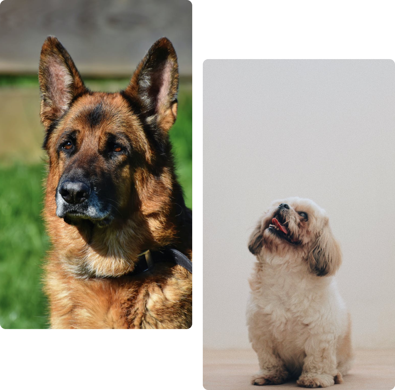 focus on what matters_ pets. image